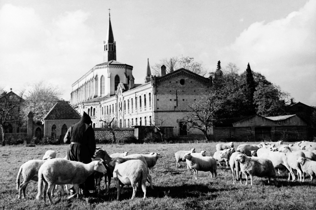 moutons à l'abbaye